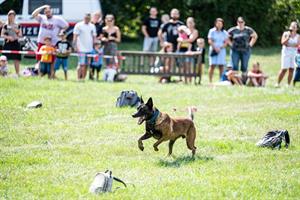 Artikel 'Hunde im Einsatz: Ein Tag voller Action' anzeigen