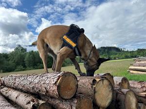 Artikel 'Übungstage für unsere Hunde' anzeigen